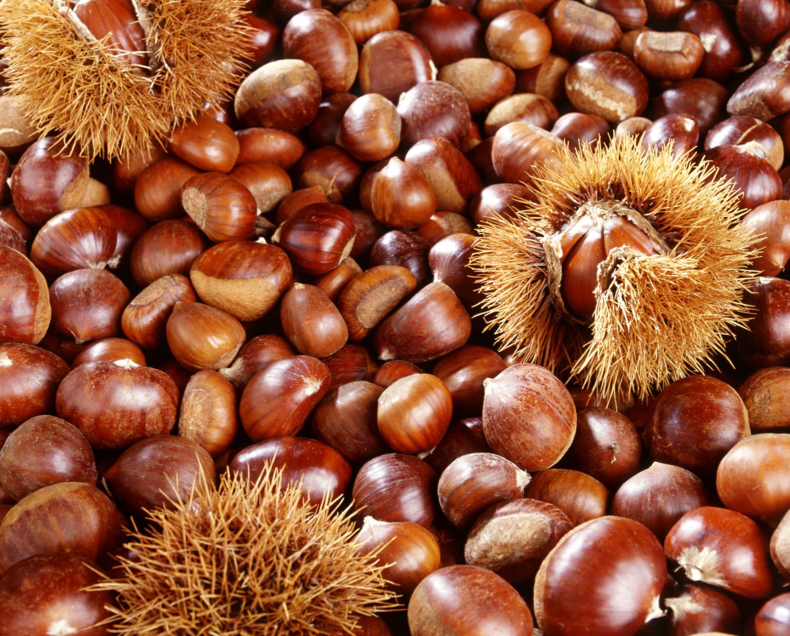 Marroni IGP di Castel del Rio