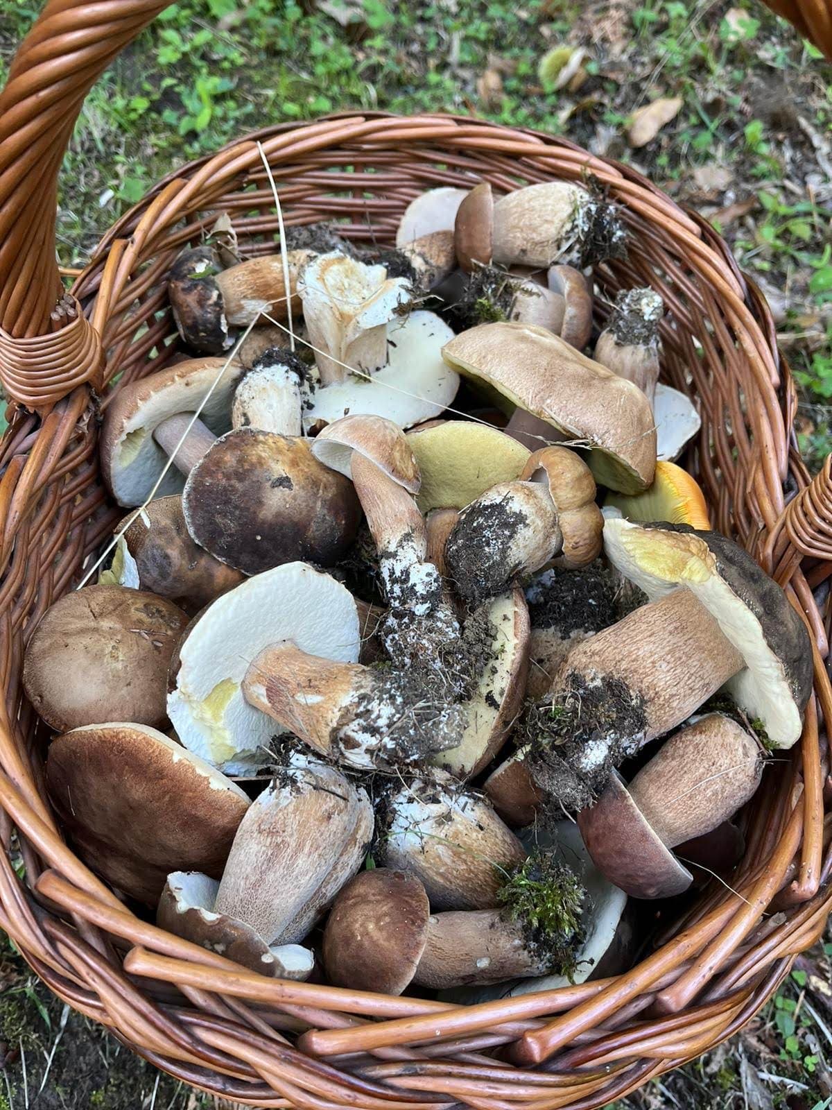 Porcini freschi dal bosco dell'Appennino Bolognese